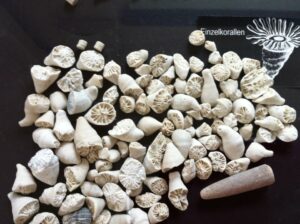 Ferienwohnung Sassnitz